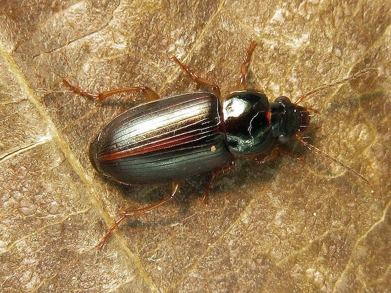 Carabidae: Stenolophus?? S, Stenolophus (Egadroma) marginatus